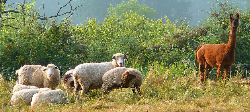 A single llama in a pasture with a flock of sheep